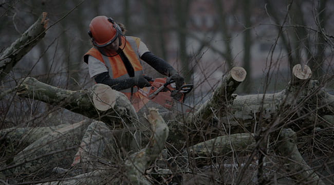 Manorville Tree Service